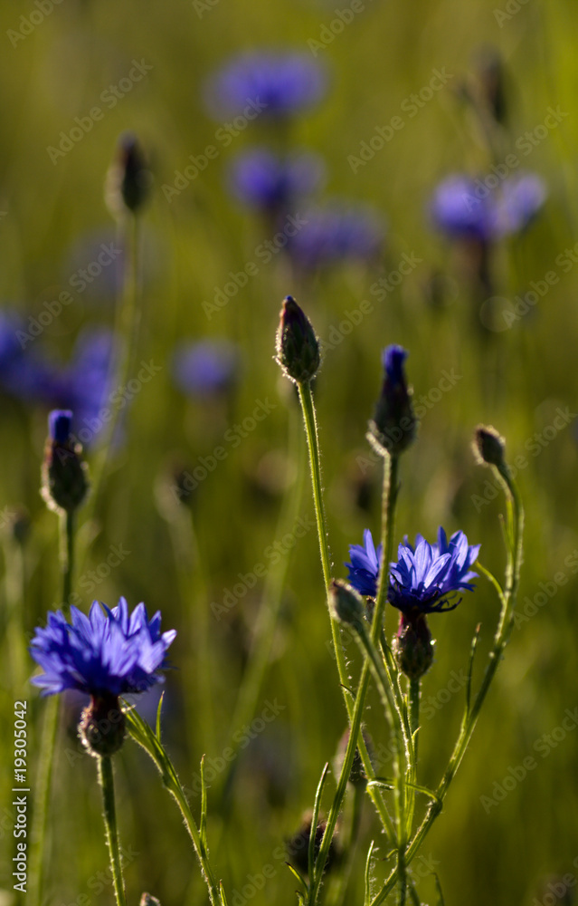 cornflowers cornflowers