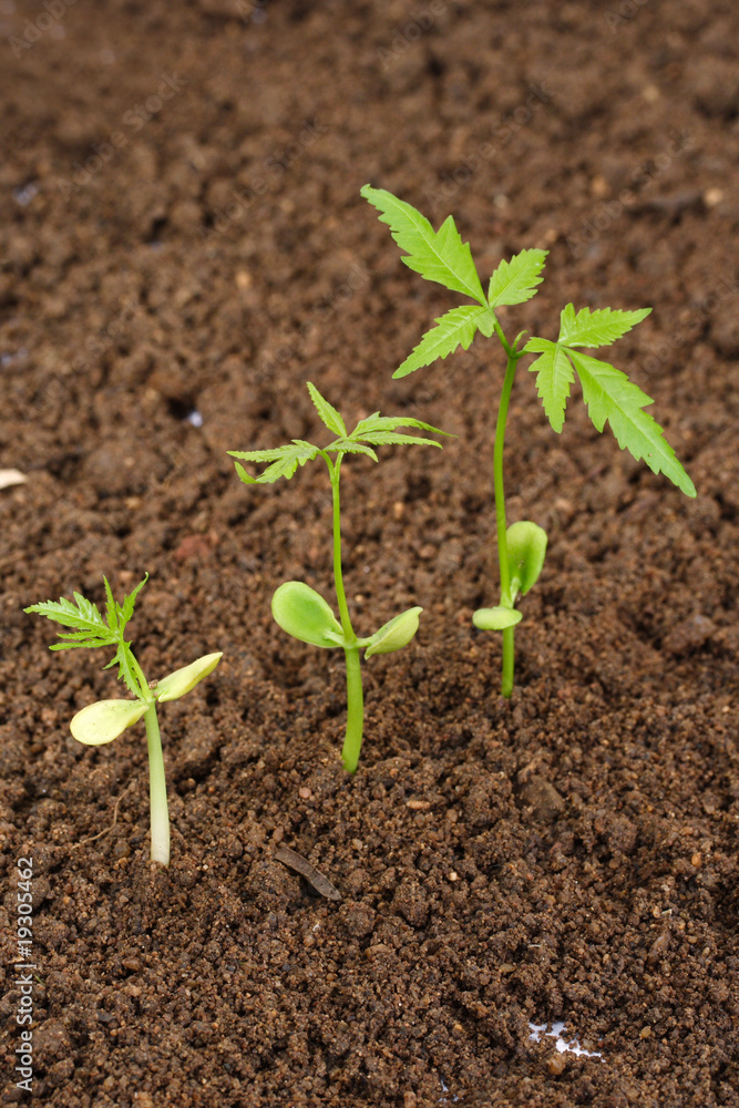 Three saplings growing from soil Three saplings growing from soil