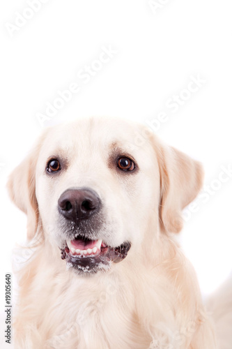 Golden Retriever Portrait © Hugo Félix