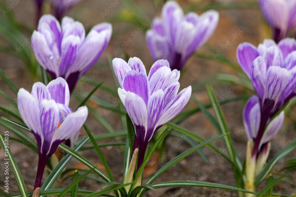 Fototapeta premium Crocuses