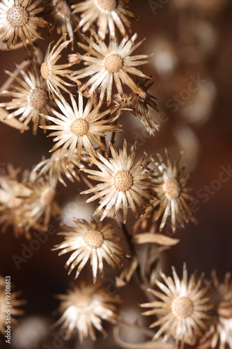 fleurs s  ch  es de la garrigue