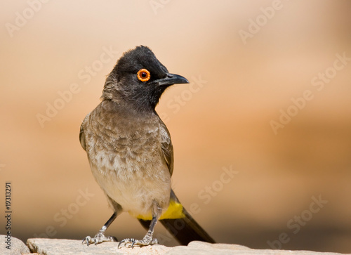 Redeyed Bulbul photo