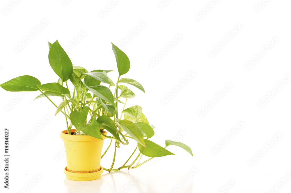 Houseplant - Isolated over a White Background Houseplant - Isolated over a White Background