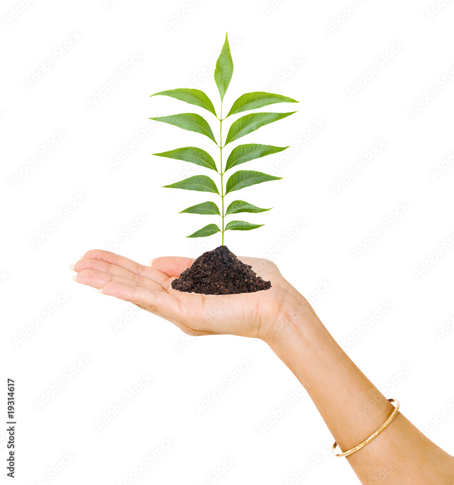 A sprout on palm as a symbol of nature protection A sprout on palm as a symbol of nature protection