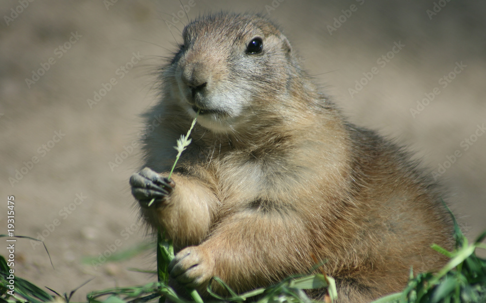 Fototapeta premium Schwarzschwanz-Präriehund_03