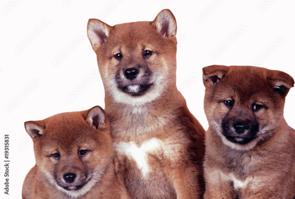 Chien Japonais Images Browse 10 Stock Photos Vectors And Video Adobe Stock