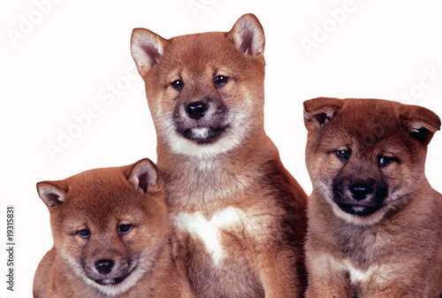 Fototapete imperturbables shiba Inu chiots assis de face en studio