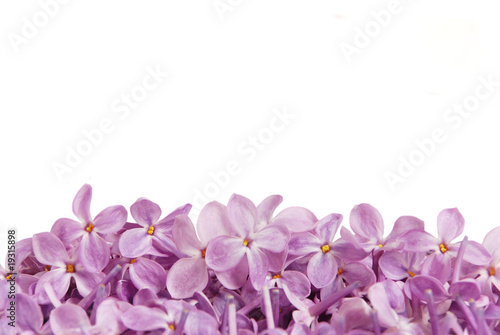 Flowers of a lilac