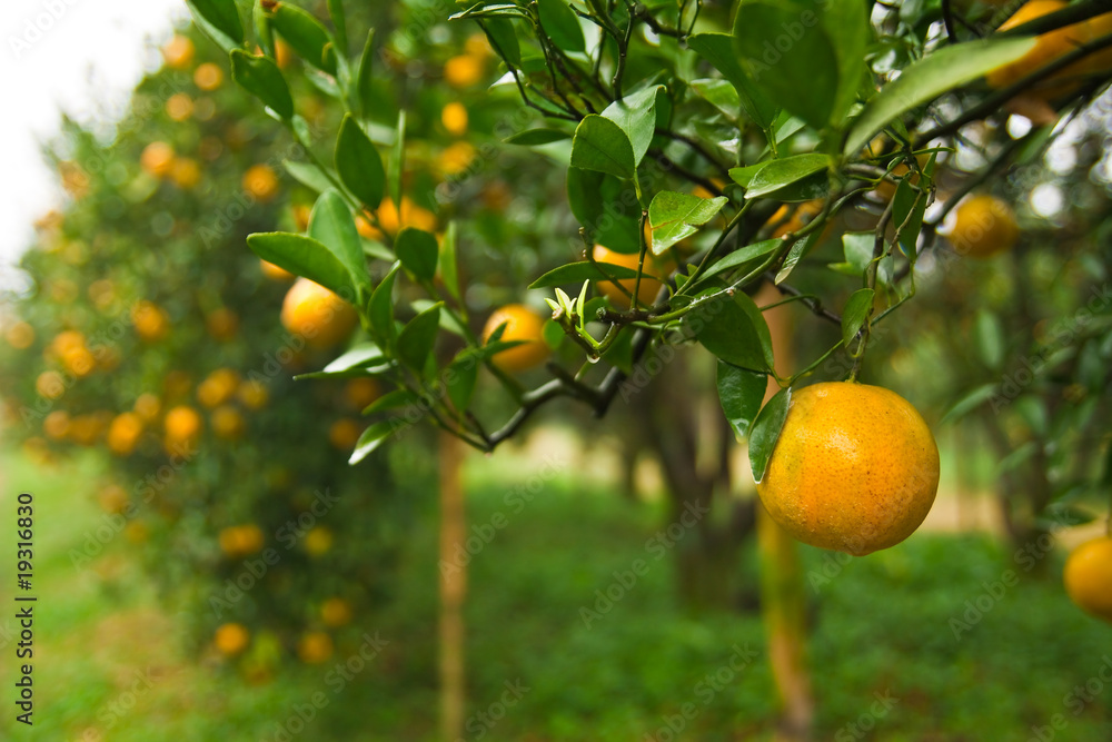 Orange garden in north of Thailand Orange garden in north of Thailand