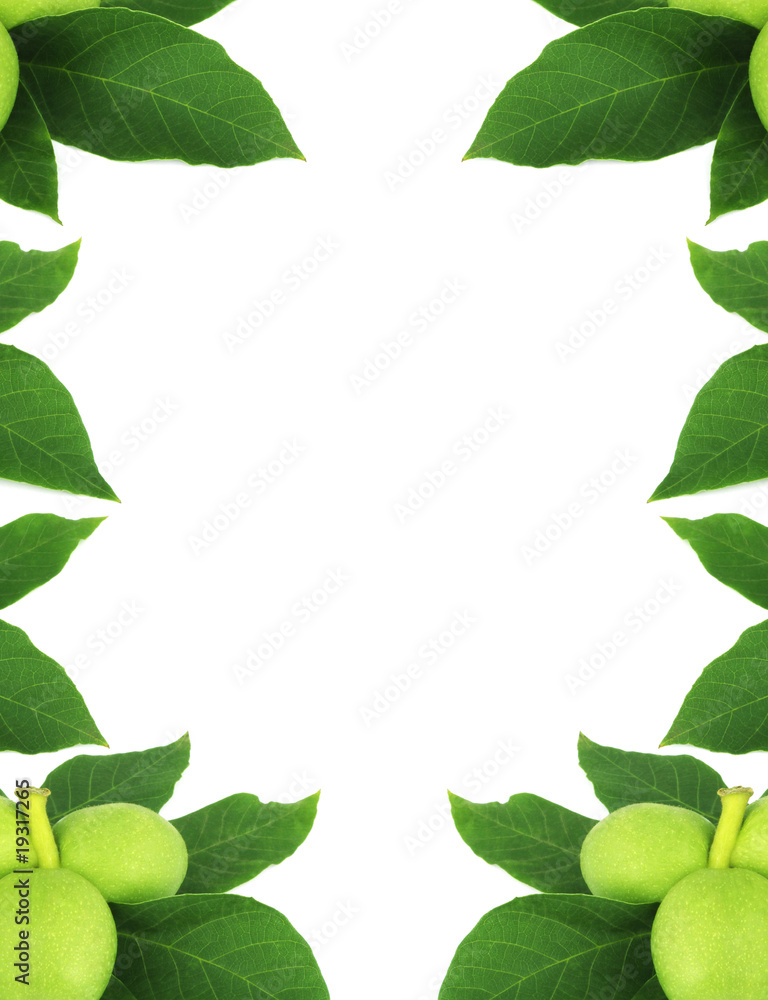 Fototapeta premium Walnut