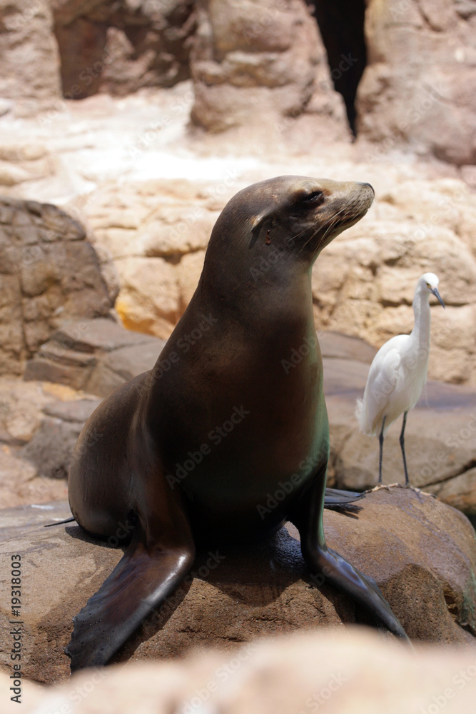 Fototapeta premium Seal..