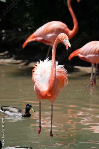 Flamingo..