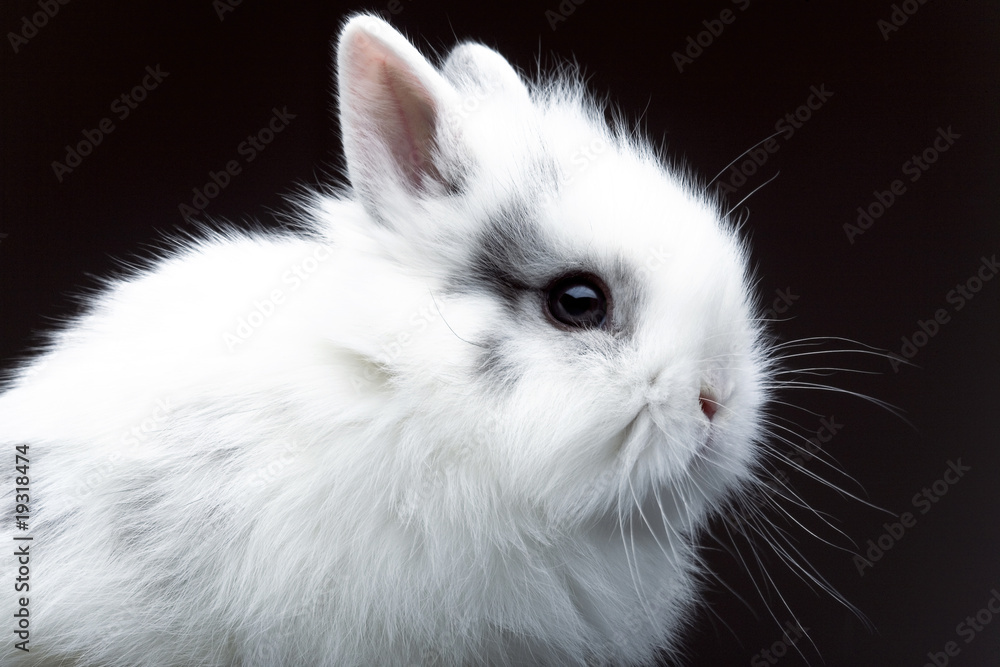 Obraz premium White bunny