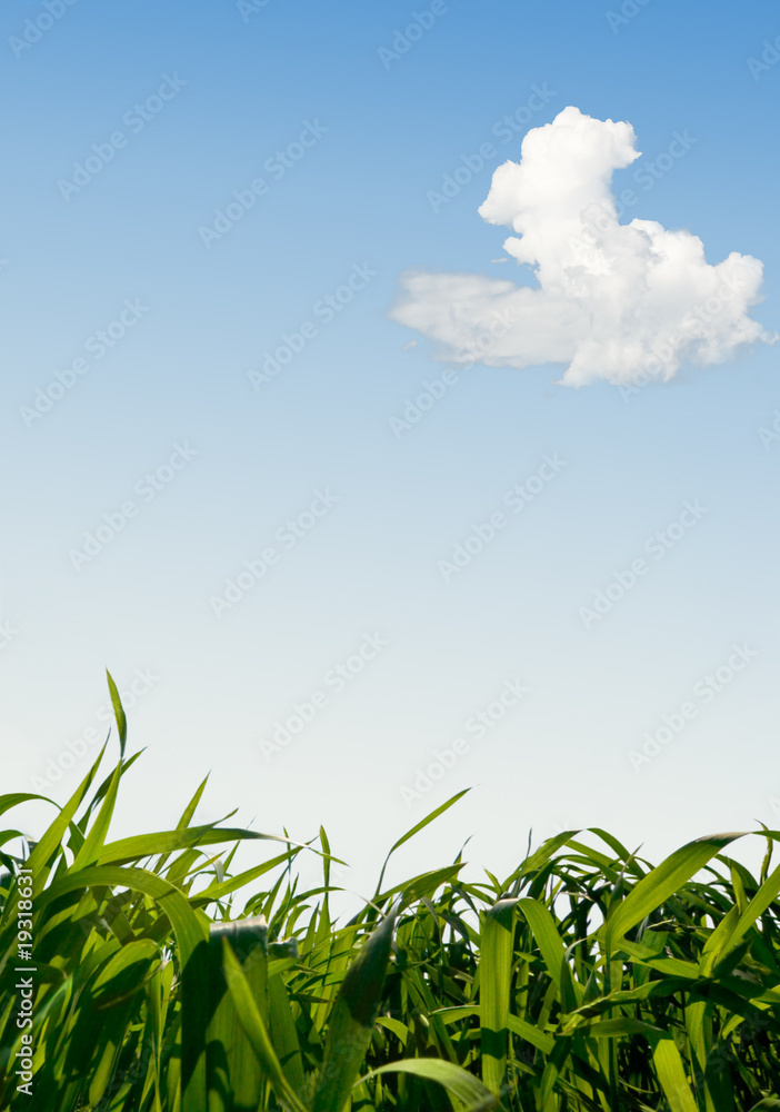 Obraz premium idyllic landscape