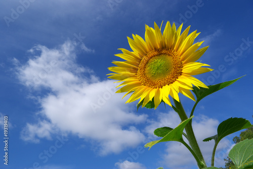 Sunflower on the sky background