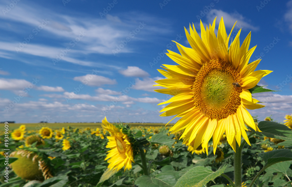 Big meadow of sunflowers