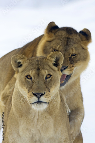 a pair of lion in a winter scene