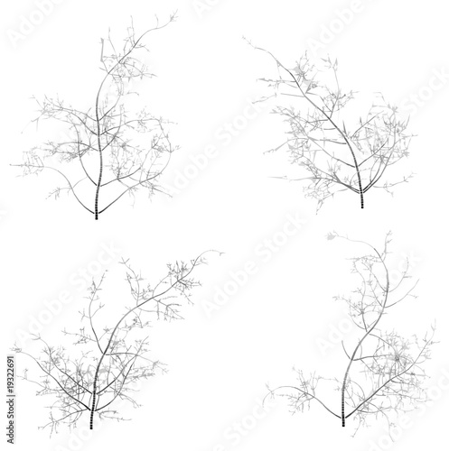 Some trees
