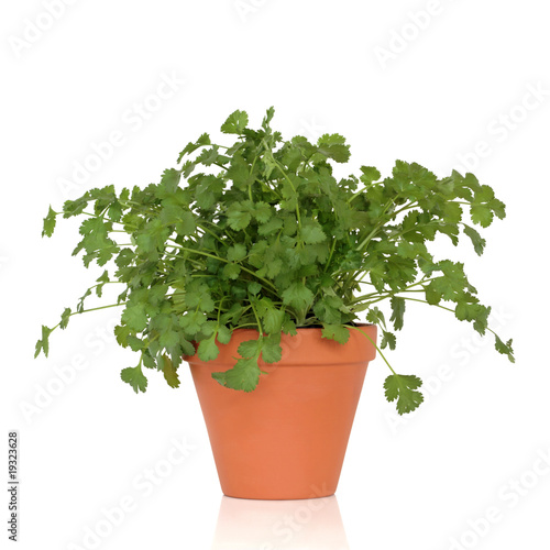 Coriander Herb Plant