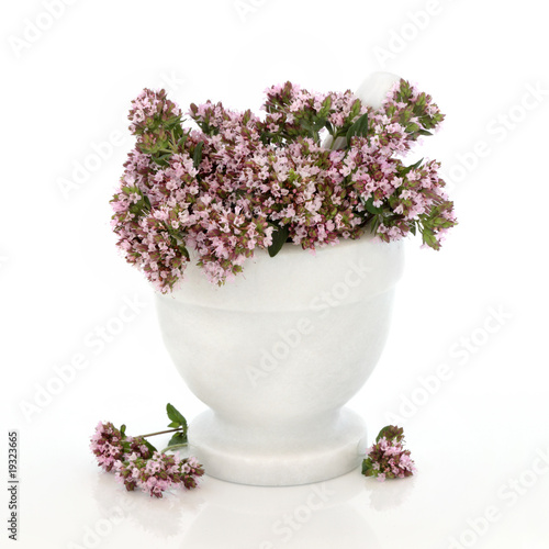 Thyme Herb Flowers