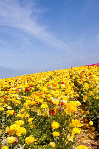 Flower field