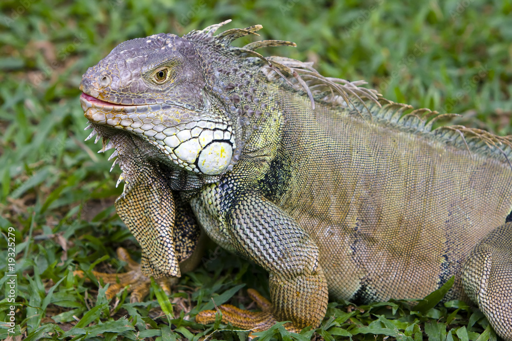 Fototapeta premium Big Iguana