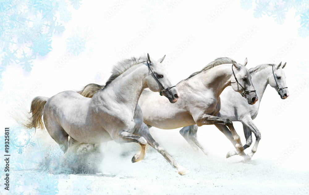 winter horses