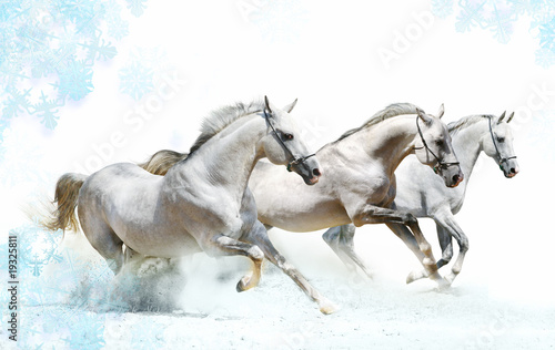 Obraz na płótnie winter horses w salonie