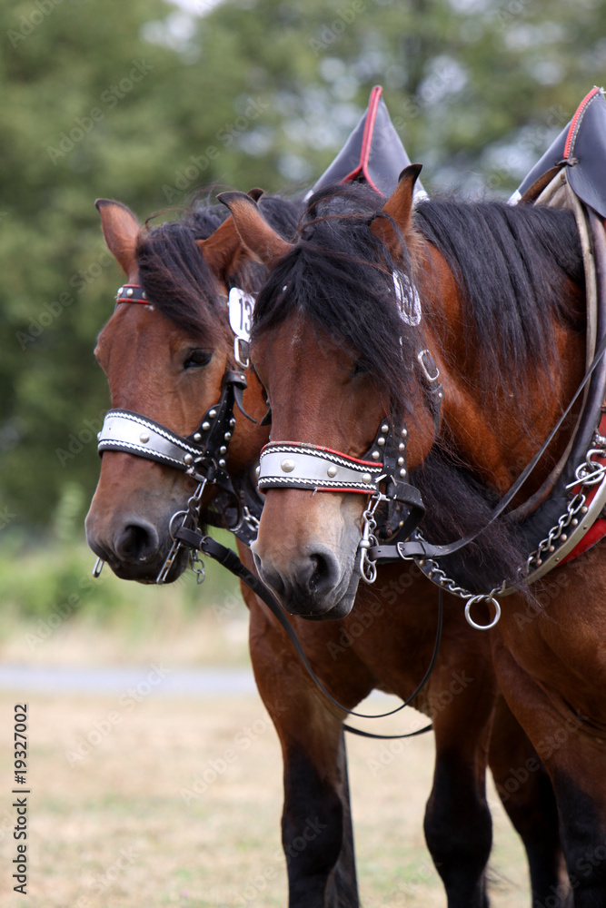 Obraz premium Ardenner-Gespann