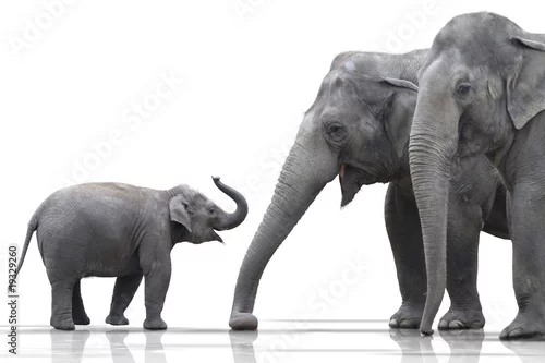 Obraz Elefantenfamilie wd379