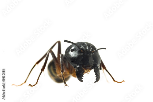 Big Ant isolated on white background