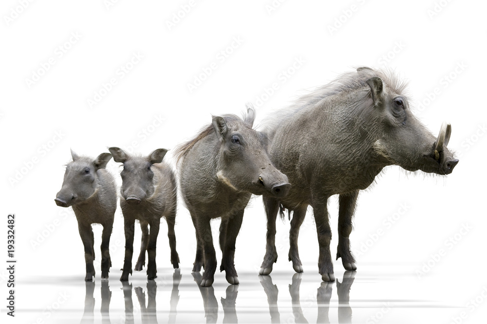 Fototapeta premium Warzenschweine wd380