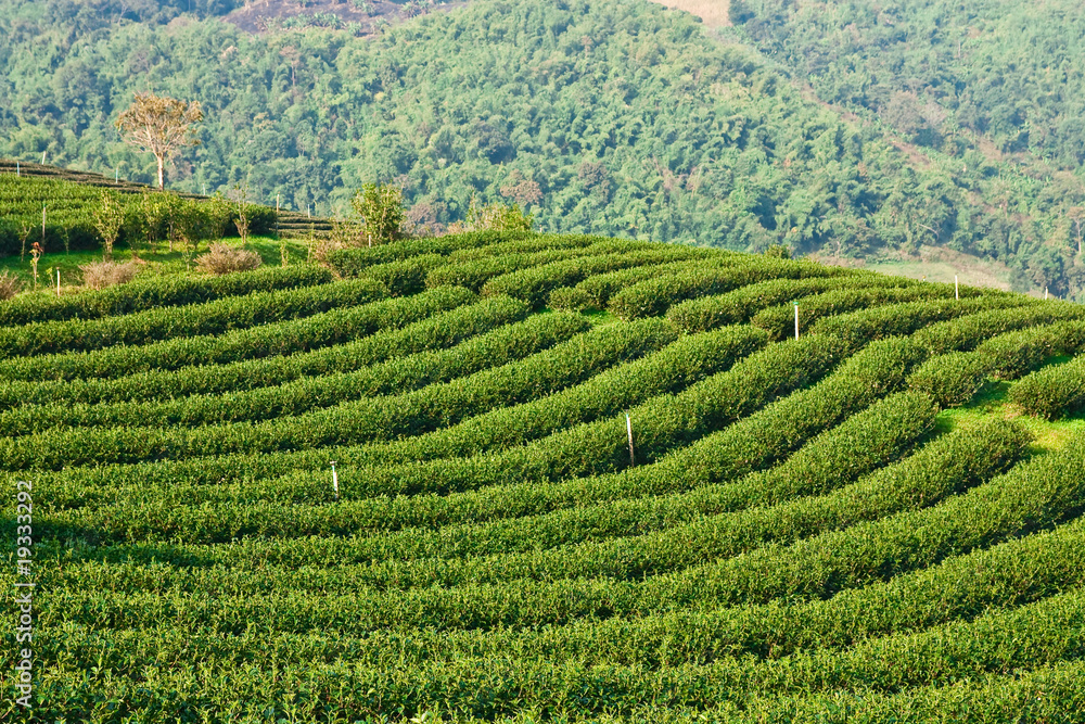 Tea garden on mountatin in north of Thailand Tea garden on mountatin in north of Thailand