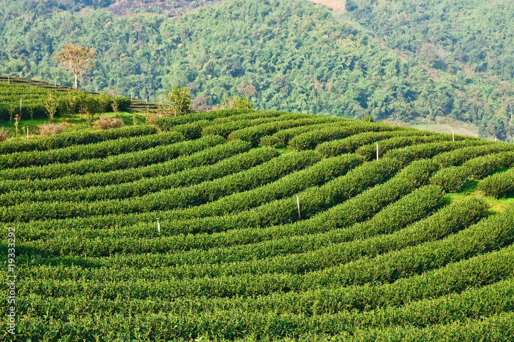 Tea garden on mountatin in north of Thailand