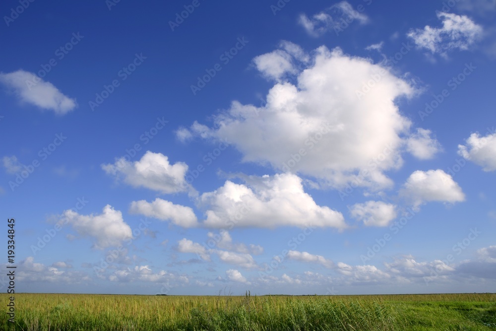 Blue sky in Florida Everglades wetlands green plants Blue sky in Florida Everglades wetlands green plants