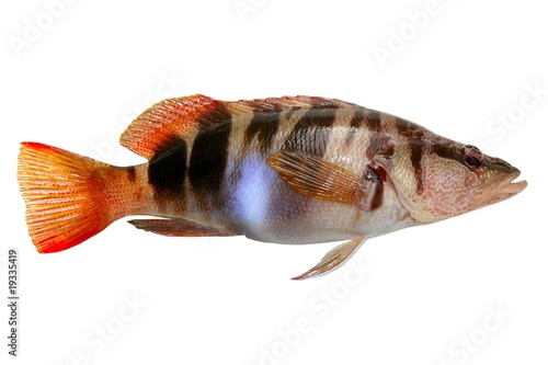 Obraz na płótnie Serranus Scriba fish Painted Comber