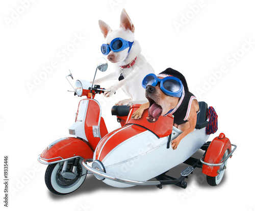 Canvas Print scooter dogs