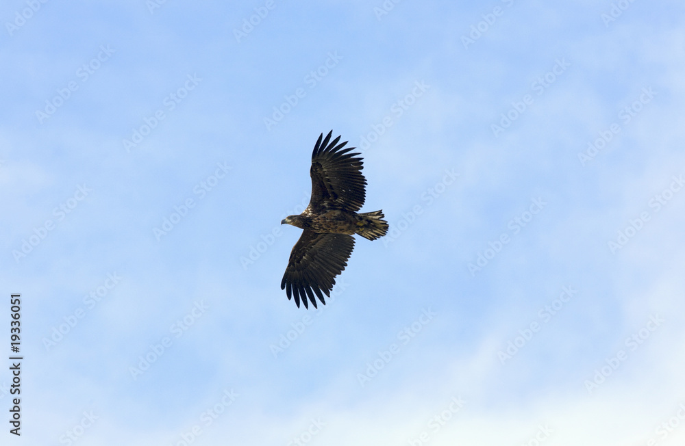 Obraz premium White-tailed eagle