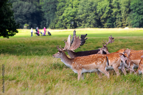 Deers in front of a golf course
