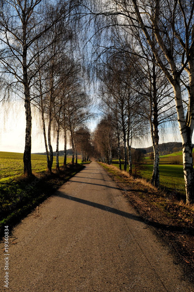 Fototapeta premium Wald