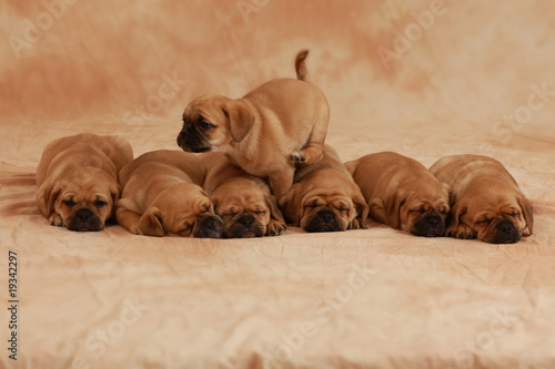 Puggle Welpen Gruppe