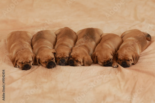 Schlafende Welpen Puggle