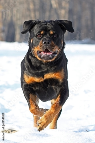 Foto The Rottweiler runs