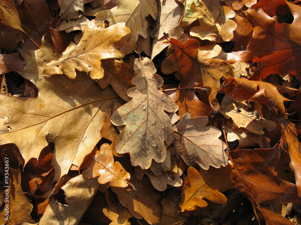 Herbst in vielen Brauntönen