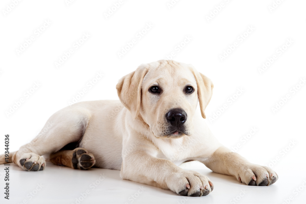 Cute labrador dog Cute labrador dog