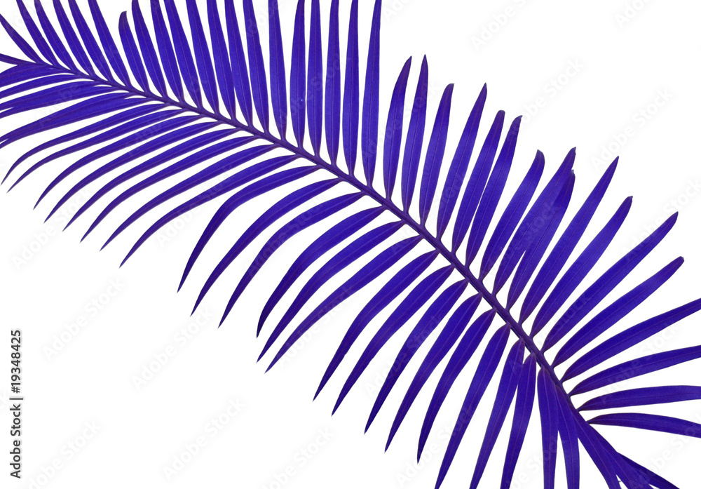 Fototapeta premium palme violette fond blanc