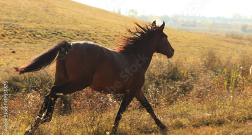 Fotografie Horse running