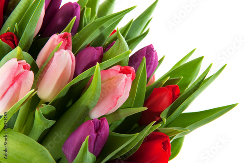 Colorful tulips