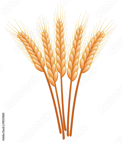bunch of vector ears on white background