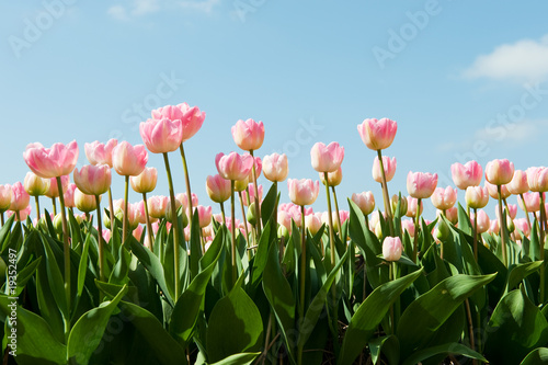 Pink tulips #19352497